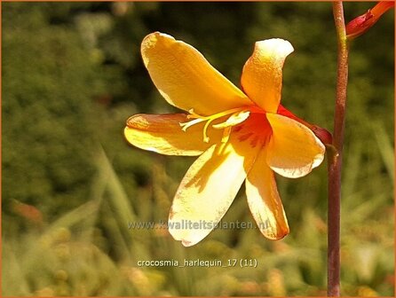 Crocosmia &#039;Harlequin&#039; | Montbretia | Montbretie