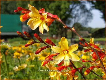 Crocosmia &#039;Harlequin&#039; | Montbretia | Montbretie