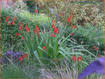 Crocosmia &#039;Lucifer&#039; | Montbretia | Montbretie