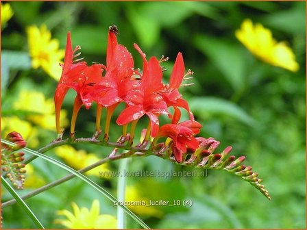 Crocosmia &#039;Lucifer&#039; | Montbretia | Montbretie