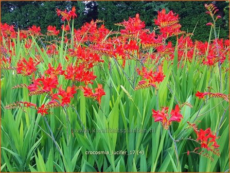 Crocosmia &#039;Lucifer&#039; | Montbretia | Montbretie