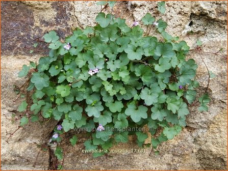 Cymbalaria muralis | Muurleeuwenbek | Mauer-Zimbelkraut