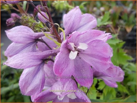 Delphinium &#039;Astolat&#039; | Ridderspoor | Rittersporn