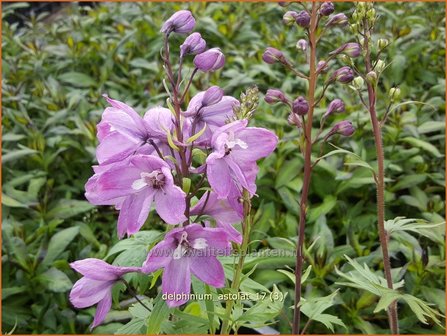 Delphinium &#039;Astolat&#039; | Ridderspoor | Rittersporn