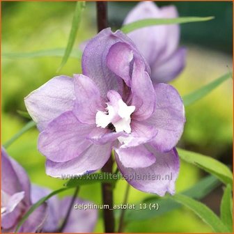 Delphinium &#039;Astolat&#039; | Ridderspoor | Rittersporn