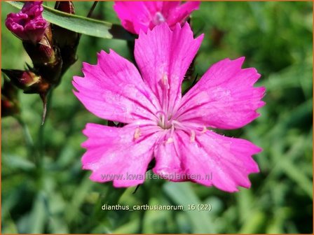 Dianthus carthusianorum | Karthuizer anjer, Anjer | Karth&auml;usernelke