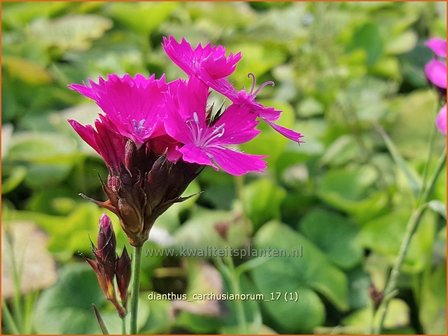 Dianthus carthusianorum | Karthuizer anjer, Anjer | Karth&auml;usernelke