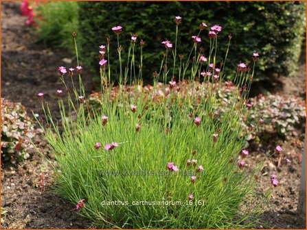 Dianthus carthusianorum | Karthuizer anjer, Anjer | Karth&auml;usernelke