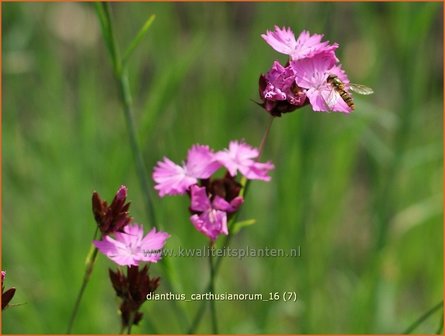 Dianthus carthusianorum | Karthuizer anjer, Anjer | Karth&auml;usernelke