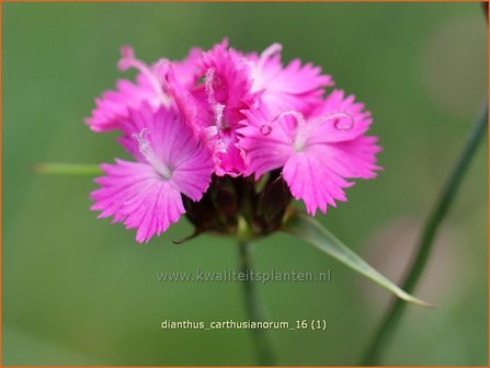 Dianthus carthusianorum | Karthuizer anjer, Anjer | Karth&auml;usernelke