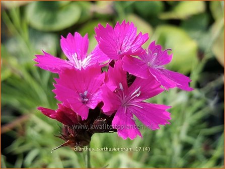 Dianthus carthusianorum | Karthuizer anjer, Anjer | Karth&auml;usernelke