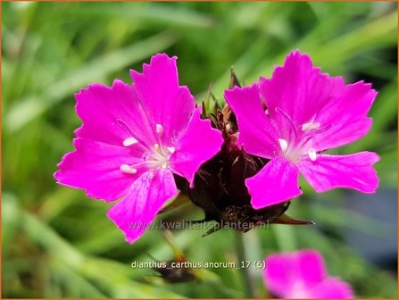 Dianthus carthusianorum | Karthuizer anjer, Anjer | Karth&auml;usernelke