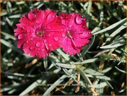 Dianthus gratianopolitanus &#039;Badenia&#039; | Rotsanjer, Anjer | Pfingstnelke