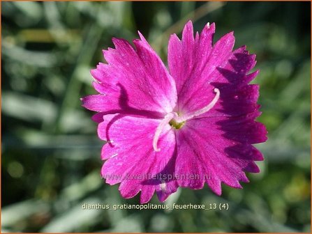 Dianthus gratianopolitanus &#039;Feuerhexe&#039; | Rotsanjer, Anjer | Pfingstnelke