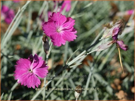 Dianthus gratianopolitanus &#039;Feuerhexe&#039; | Rotsanjer, Anjer | Pfingstnelke