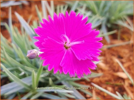 Dianthus gratianopolitanus &#039;Feuerhexe&#039; | Rotsanjer, Anjer | Pfingstnelke