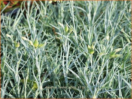 Dianthus &#039;Haytor White&#039; | Grasanjer, Anjer | Federnelke