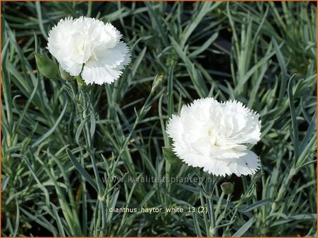 Dianthus &#039;Haytor White&#039; | Grasanjer, Anjer | Federnelke