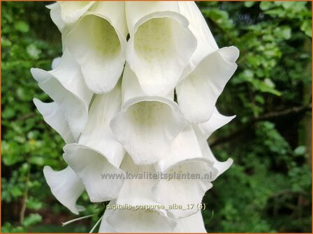 Digitalis purpurea &#039;Alba&#039; | Vingerhoedskruid | Roter Fingerhut