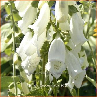 Digitalis purpurea &#039;Alba&#039; | Vingerhoedskruid | Roter Fingerhut