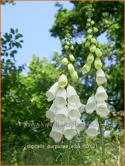 Digitalis purpurea &#039;Alba&#039; | Vingerhoedskruid | Roter Fingerhut