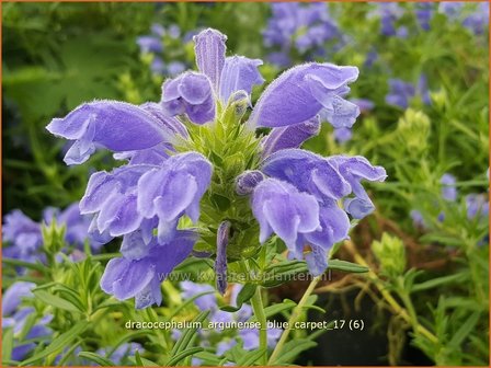 Dracocephalum argunense &#039;Blue Carpet&#039; | Drakenkop | Kaukasischer Drachenkopf