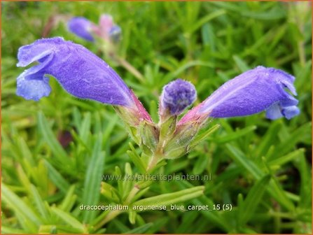 Dracocephalum argunense &#039;Blue Carpet&#039; | Drakenkop | Kaukasischer Drachenkopf