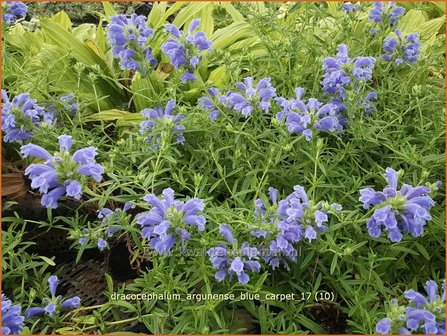 Dracocephalum argunense &#039;Blue Carpet&#039; | Drakenkop | Kaukasischer Drachenkopf