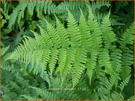 Dryopteris stewartii | Niervaren | Stewarts Wurmfarn