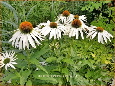 Echinacea purpurea &#039;Alba&#039; | Rode Zonnehoed, Zonnehoed | Roter Sonnenhut