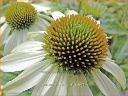 Echinacea purpurea &#039;Alba&#039; | Rode Zonnehoed, Zonnehoed | Roter Sonnenhut