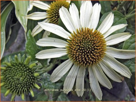 Echinacea purpurea &#039;Alba&#039; | Rode Zonnehoed, Zonnehoed | Roter Sonnenhut