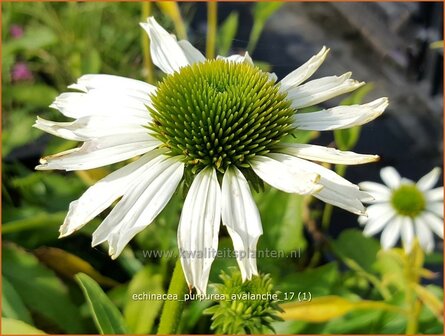 Echinacea purpurea &#039;Avalanche&#039; | Rode Zonnehoed, Zonnehoed | Roter Sonnenhut