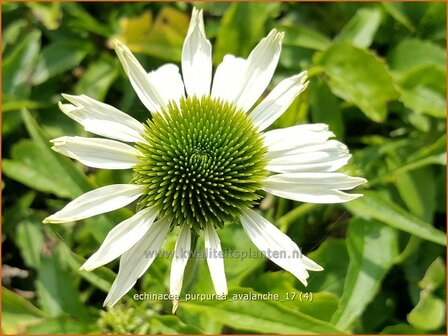 Echinacea purpurea &#039;Avalanche&#039; | Rode Zonnehoed, Zonnehoed | Roter Sonnenhut