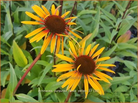 Echinacea purpurea &#039;Funky Yellow&#039; | Rode Zonnehoed, Zonnehoed | Roter Sonnenhut