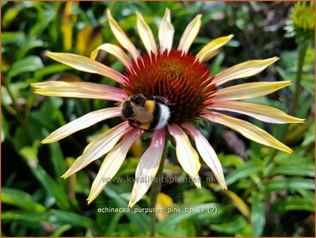 Echinacea purpurea &#039;Pink Tip&#039; | Rode Zonnehoed, Zonnehoed | Roter Sonnenhut