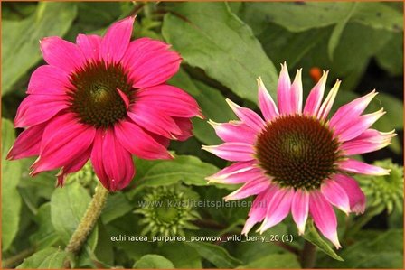 Echinacea purpurea &#039;Powwow Wild Berry&#039; | Rode Zonnehoed, Zonnehoed | Roter Sonnenhut