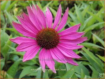 Echinacea purpurea &#039;Robin Hood&#039; | Rode Zonnehoed, Zonnehoed | Roter Sonnenhut