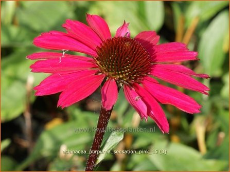 Echinacea purpurea &#039;Sensation Pink&#039; | Rode Zonnehoed, Zonnehoed | Roter Sonnenhut