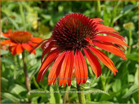 Echinacea purpurea &#039;Sombrero Adobe Orange&#039; | Rode Zonnehoed, Zonnehoed | Roter Sonnenhut