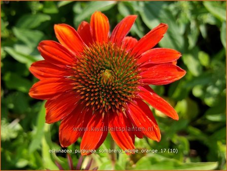 Echinacea purpurea &#039;Sombrero Adobe Orange&#039; | Rode Zonnehoed, Zonnehoed | Roter Sonnenhut