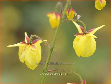 Epimedium davidii | Elfenbloem | Davidians Elfenblume