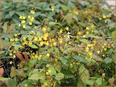 Epimedium davidii | Elfenbloem | Davidians Elfenblume