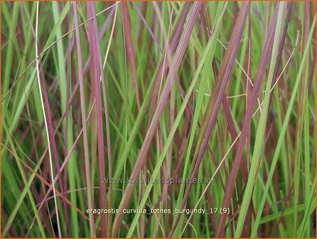 Eragrostis curvula &#039;Totnes Burgundy&#039; | Liefdesgras | Schwachgekr&uuml;mmtes Liebesgras