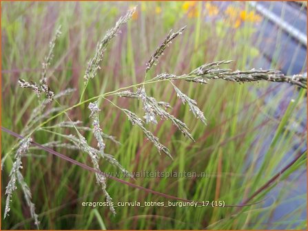 Eragrostis curvula &#039;Totnes Burgundy&#039; | Liefdesgras | Schwachgekr&uuml;mmtes Liebesgras