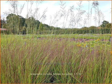 Eragrostis curvula &#039;Totnes Burgundy&#039; | Liefdesgras | Schwachgekr&uuml;mmtes Liebesgras