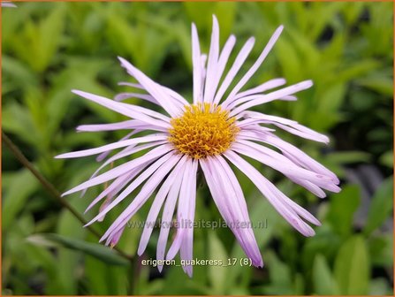 Erigeron &#039;Quakeress&#039; | Fijnstraal | Feinstrahl