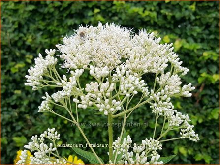 Eupatorium fistulosum &#039;Bartered Bride&#039; | Koninginnekruid, Leverkruid | R&ouml;hriger Wasserdost