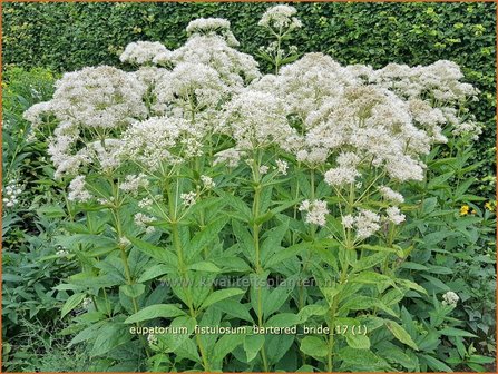 Eupatorium fistulosum &#039;Bartered Bride&#039; | Koninginnekruid, Leverkruid | R&ouml;hriger Wasserdost