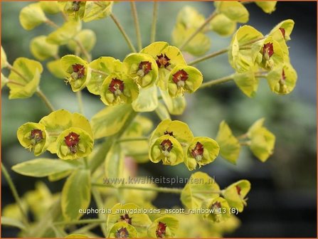 Euphorbia amygdaloides &#039;Ascott Rainbow&#039; | Amandelwolfsmelk, Wolfsmelk | Mandelbl&auml;ttrige Wolfsmilch